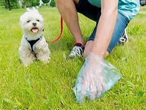 水溶宠物便便袋